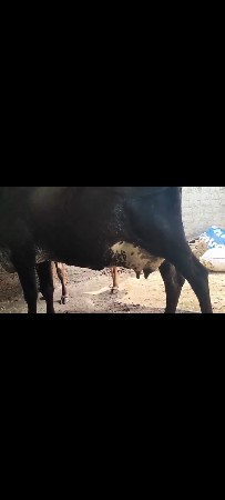 ગીર ક્રોસ ફુલ જવાબદારી થી દેવાની