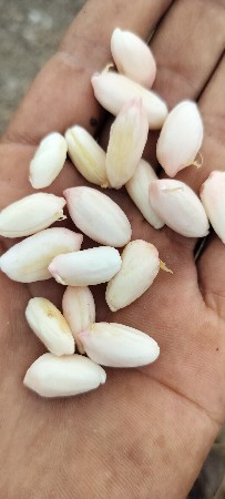 કોના માટે માંડવે વેચવાની છે