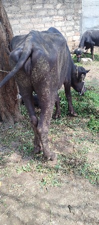 કારેલી સારી છે