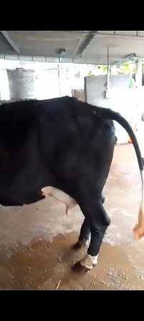આગાવેસવાનીસે