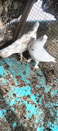 કબુતર વેચવાના છે