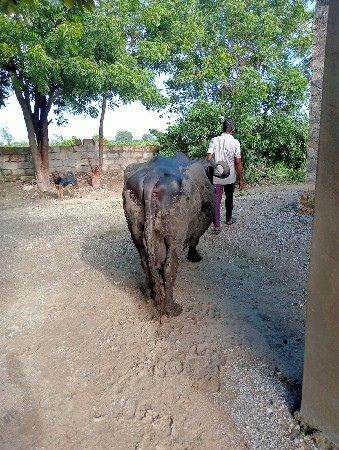 ભેંસ  વેચવાની છે