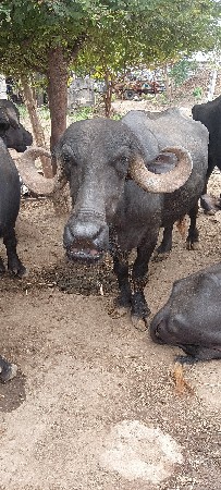 વેશવાની છે.
