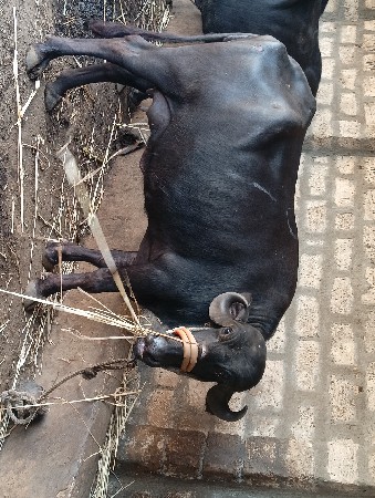 પેલું વેતર ખડેલી