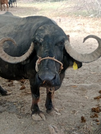 ભેંસ વેચવાની છે