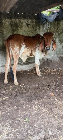 ગિર હોડકી વેસ્વની સે ઘર ઘરાવ સે