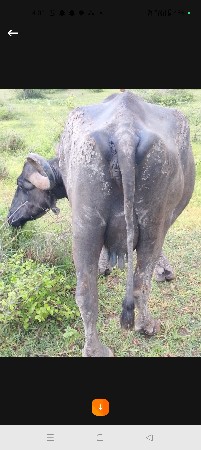 ભેસ વેચવાનીછે 25દિવસ ની વિહાણેલ