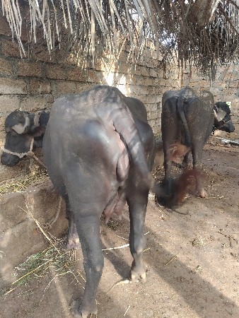 બે ભેસુ વેચવાની છે