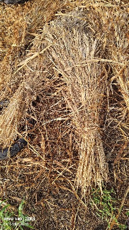 નિરણ
