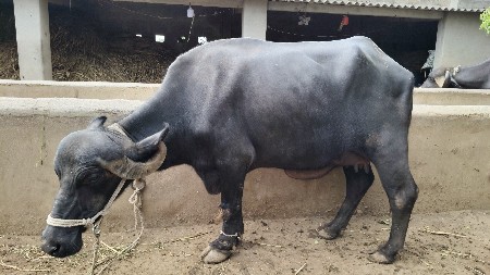 ભેંસ વેચવાની છે