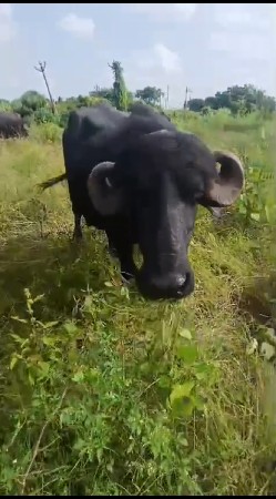 વેચવાની છે