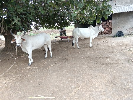 ગોધલા વેચવાના છે