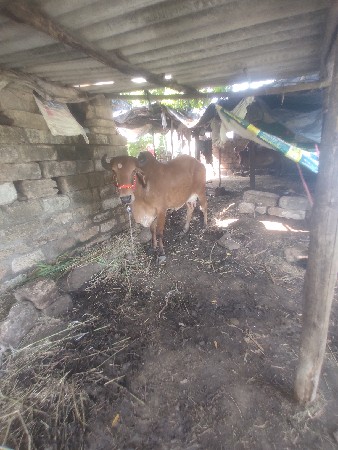 કલેટ ગાય વેચવાની છે