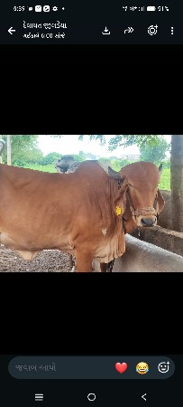 પહેલી વેતર