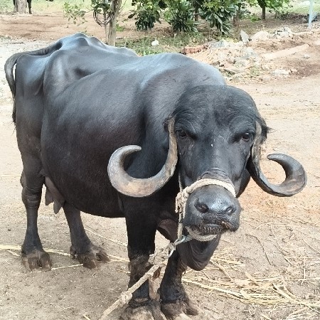 બીજા વેતરની ભેંસ વેચવાની છે