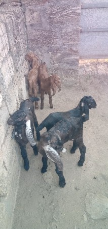 બકરા