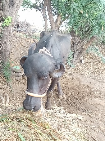 બીજું વેતર ભેંસ વેચવાની છે