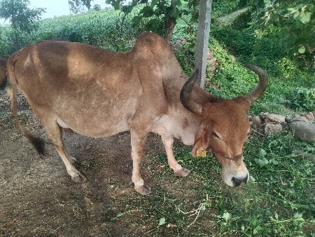 વેતર 3
