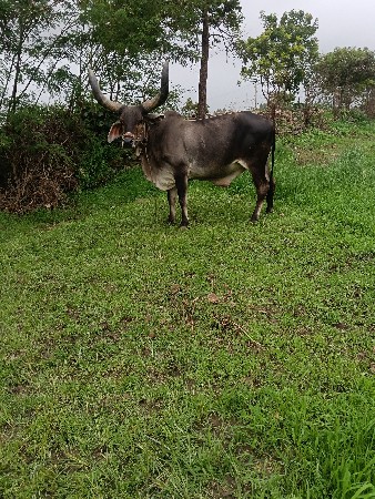 બળદ વેચવાનો છે