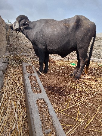 ખળેલી વેચવાની છે