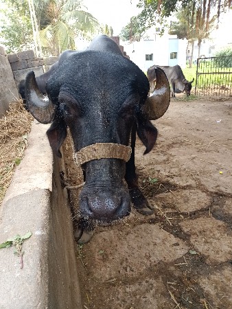 2દાતેખડેલીવેસવાનીસે