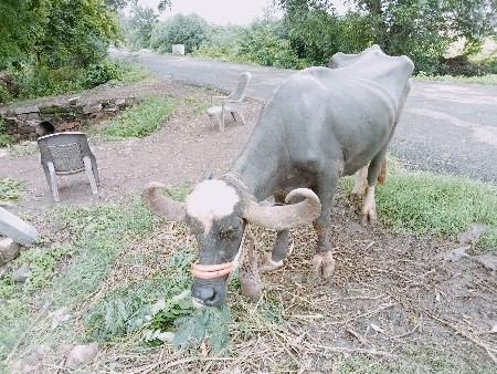 3 વેતાર  1 મહી નાની ઘબની સે