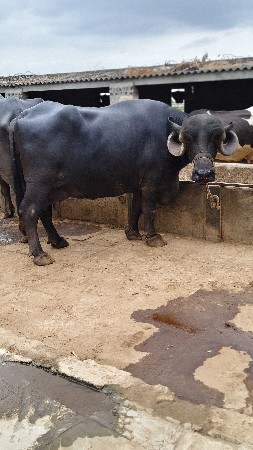 ભેંસ વેચવાની છે
