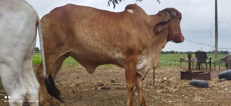 ગાય વેચવા ની છે