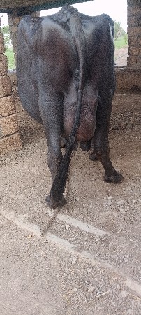 ભેસ.