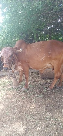 વેતર માથે જાય છે 15 દિવસની કાશી