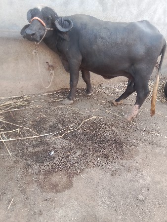 વેસવા ને