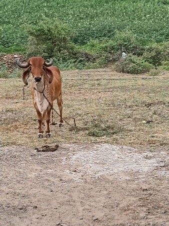 gir gay aapvani se