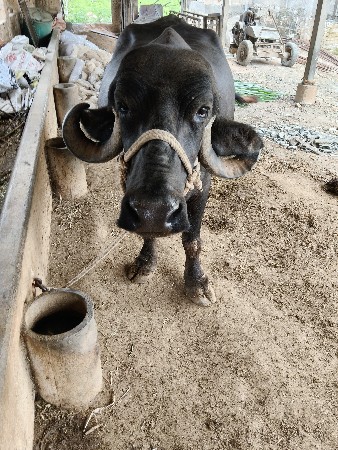ભેસ વેચવાની છે