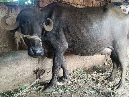 ખડેલી બેસવાની સે