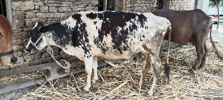 ગાય વેસવા ની શે