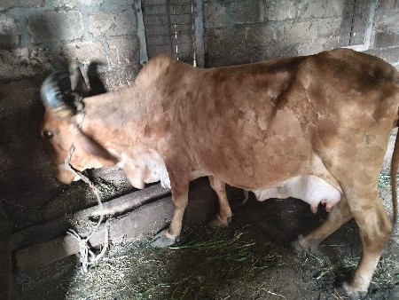 ગાય વેચવાની છે