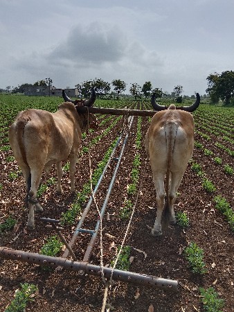 ગોઢલા વેચવાના છે