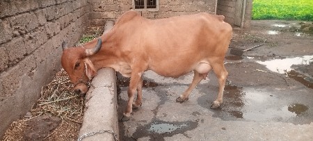 ગાય વેસવાની છે