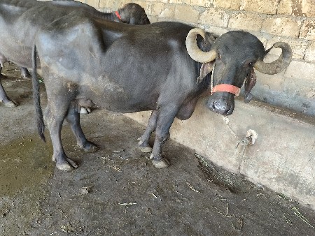 4 ચાર મહિના ની કાપડ ચાર 4 લીટર દૂ