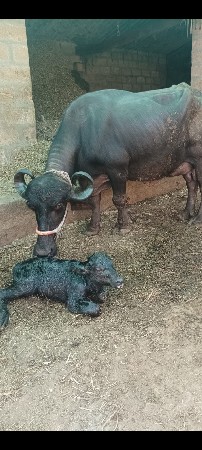ભેશ વેચવાની છે