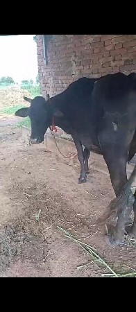 બેય ગાયુ વેચવાનીછે