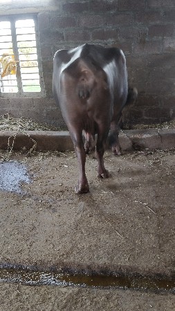 ભેંસ વેચવાની છે
