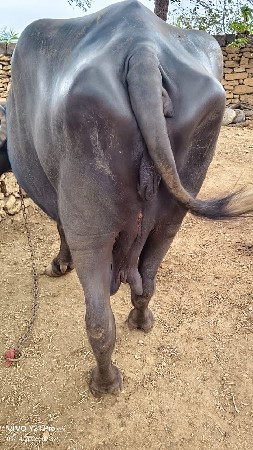 ભેસ વેચવાની છે