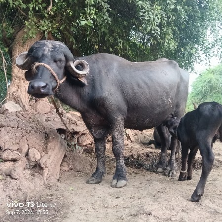 વેચવા ની છે