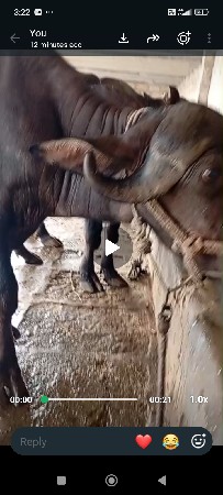 ખડેલી વેશવાની છે