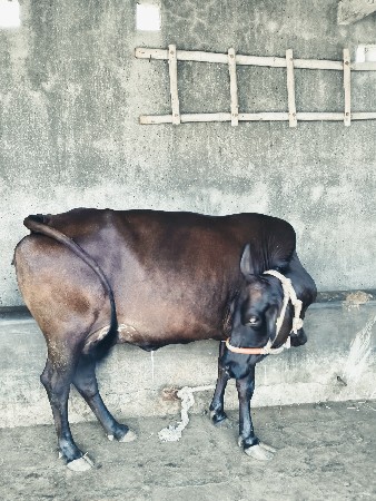 ગાય વેચવાની છે
