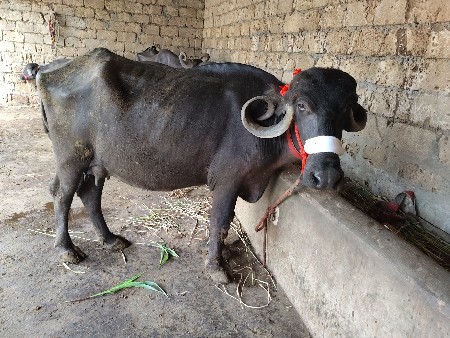 5 litre dudh Diya Mahina