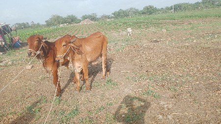 ખોડલા વેચવાના છે