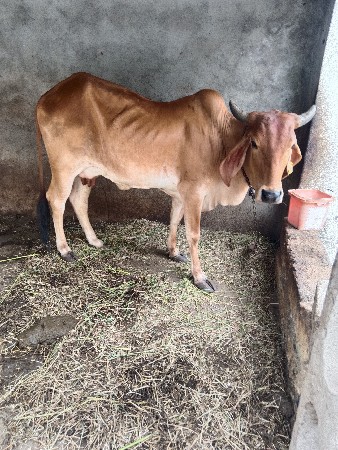 ગાય વેચવાનું