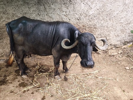 ભેંસ વેચવાની છે.